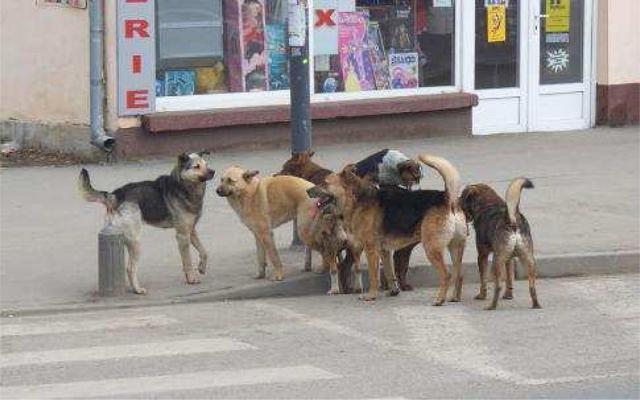 Câini vagabonzi pe străzile Sucevei