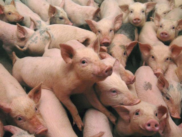 Pesta porcină africană (PPA) a reapărut în România. Foto: onlinereport.ro