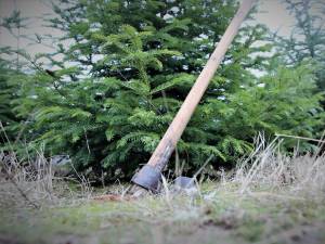 Scădere semnificativă a numărului de pomi de Crăciun tăiați ilegal