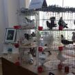 Expoziție de porumbei voiajori și de ornament, la Rădăuţi