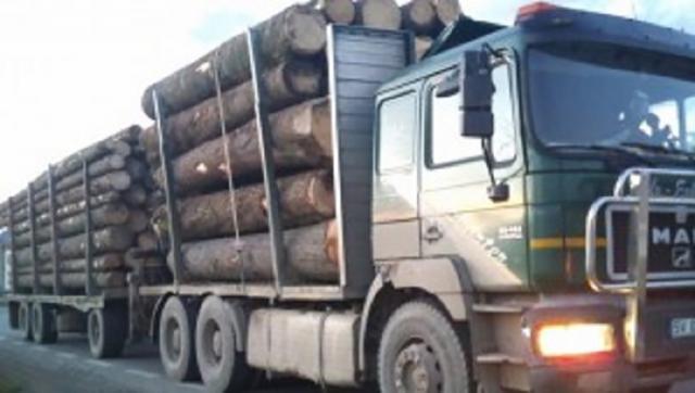 Transporturi problemă de material lemnos, depistate în trafic