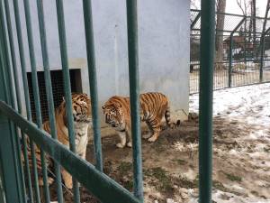Cei doi tigri care au aproximativ 11 ani, femela Zara şi masculul Franco