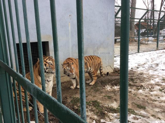 Cei doi tigri care au aproximativ 11 ani, femela Zara şi masculul Franco