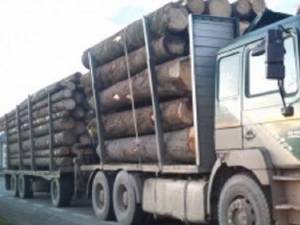 Material lemnos confiscat şi sancţiuni aplicate de poliţişti pentru încălcarea legislaţiei în domeniul silvic