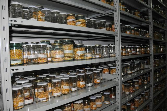 Roşii şi fasole cu gustul de altădată păstrate în Banca de Gene Suceava, cerute de aproape 2.000 de cultivatori din ţară