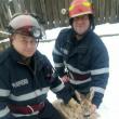 Echipajul de la Detașamentul de pompieri Câmpulung Moldovenesc a acționat imediat, puiul fiind ridicat din zona în care era blocat, învelit și dus la căldură