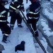 Pui de căprioară, salvat de pompieri din albia unui pârâu