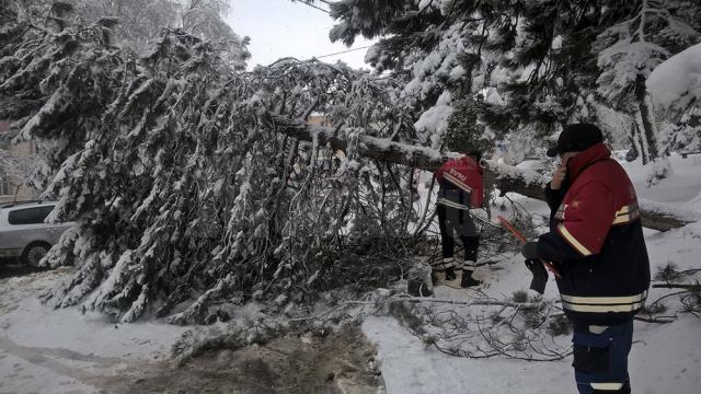 Arbori rupți sau căzuți, în mai multe zone ale Sucevei, din cauza zăpezii grele