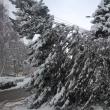 Arbori rupți sau căzuți, în mai multe zone ale Sucevei, din cauza zăpezii grele