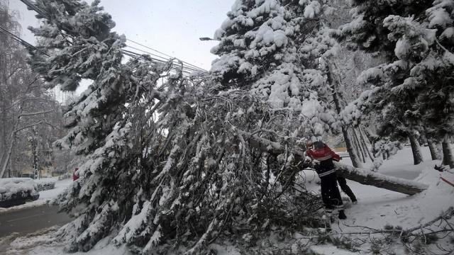 Arbori rupți sau căzuți, în mai multe zone ale Sucevei, din cauza zăpezii grele