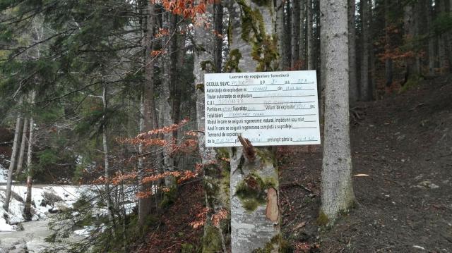 Taierile de arbori de pe Rarau, lucrari autorizate si efectuate conform regulilor