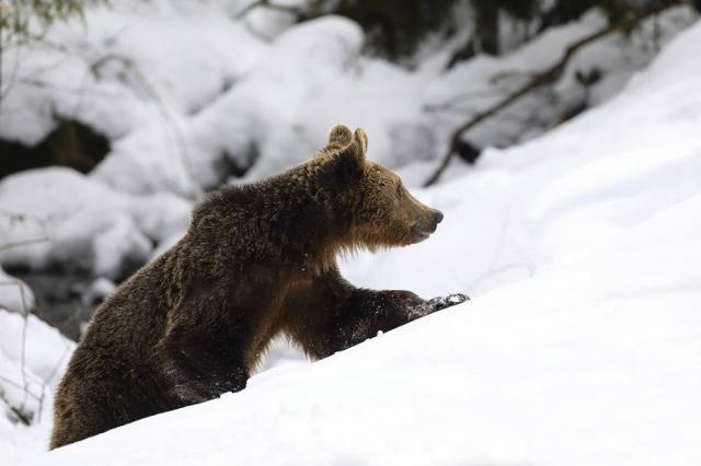 Urs tânăr, ieşit din hibernare. Foto: Silviu Matei