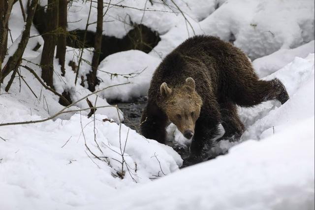 Numărul urșilor din pădurile de stat din Suceava este undeva la 190 de exemplare. Foto: Silviu Matei