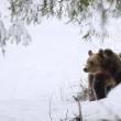 Numărul urșilor din pădurile de stat din Suceava este undeva la 190 de exemplare. Foto: Silviu Matei