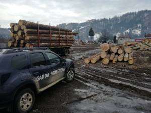 Peste 100 de controale efectuate de Garda Forestieră Suceava de la începutul lunii martie