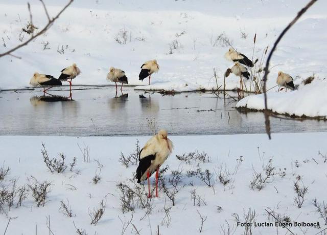 Berze îngheţate de frig - Foto Societatea ornitologică din România