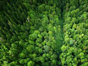Schweighofer vinde cele peste 14.000 de hectare de pădure pe care le are în România