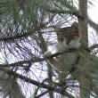 Pisica rămasa blocată în copac
