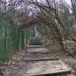 Pericol pe aleile de acces spre Cetatea Sucevei, din cauza copacilor rupți