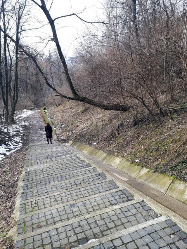 Pericol pe aleile de acces spre Cetatea Sucevei, din cauza copacilor rupți