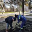 Lungu a ieşit la curăţenie şi la plantare de arbori, în zona centrală a Sucevei