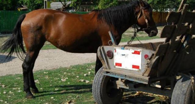 Hoții i-au furat calul și căruța unui bărbat Foto satmareanul.net