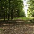 Peste cinci milioane de arbori vor fi plantaţi anul acesta în pădurile Sucevei