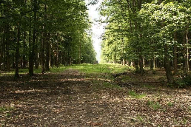 Peste cinci milioane de arbori vor fi plantaţi anul acesta în pădurile Sucevei