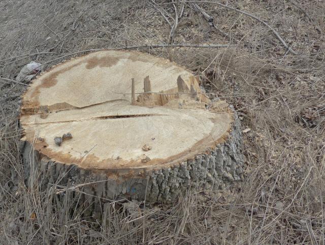 Patru persoane din comuna Udeşti s-au ales cu dosar penal după ce au tăiat ilegal şase arbori