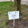 Arbori și arbuști din campusul Universității, etichetați de studenți de la Silvicultură