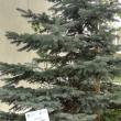 Arbori și arbuști din campusul Universității, etichetați de studenți de la Silvicultură