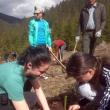 Elevi ai Colegiului de Industrie Alimentară au plantat 1.000 de puieți de brad, la Sadova