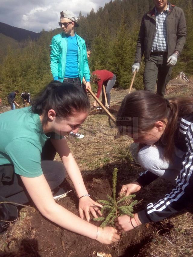 Elevi ai Colegiului de Industrie Alimentară au plantat 1.000 de puieți de brad, la Sadova