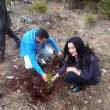 Elevi ai Colegiului de Industrie Alimentară au plantat 1.000 de puieți de brad, la Sadova