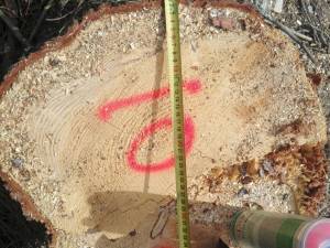 Tăieri ilegale de arbori într-o suprafață de pădure deținută de Primăria Borșa pe raza județului Suceava