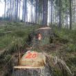 Tăieri ilegale de arbori într-o suprafață de pădure deținută de Primăria Borșa pe raza județului Suceava 2