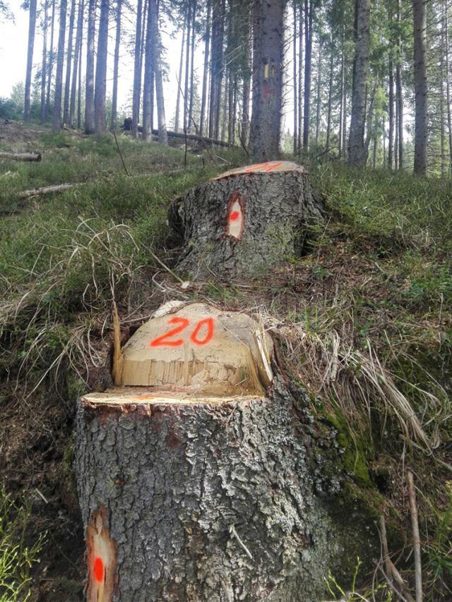 Tăieri ilegale de arbori într-o suprafață de pădure deținută de Primăria Borșa pe raza județului Suceava