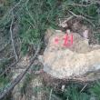 Tăieri ilegale de arbori, de peste 40.000 de lei, depistate în zona Cârlibaba