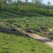 Ample acțiuni de împădurire organizate de Direcția Silvică Suceava, în „Luna plantării arborilor”