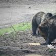 Doi urși iau „picnicul” în natură, la o hrănitoare amplasată de silvicultori, la OS Broșteni
