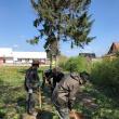 Garda Forestieră Suceava a plantat peste 200 de puieți pe raza municipiului Rădăuți