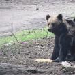 Doi urși, filmați cum iau „picnicul” în natură, la Broșteni