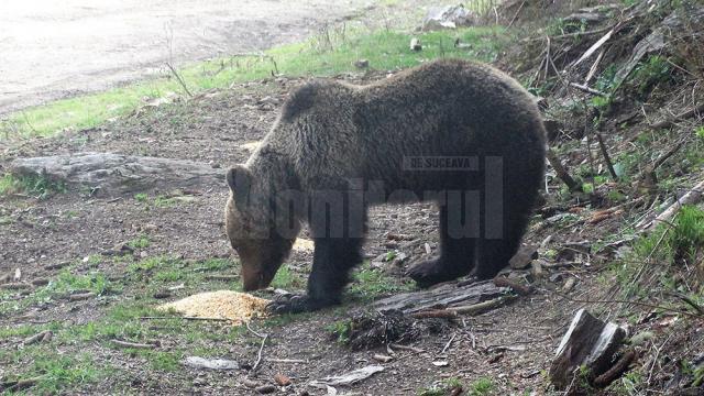 Doi urși, filmați cum iau „picnicul” în natură, la Broșteni