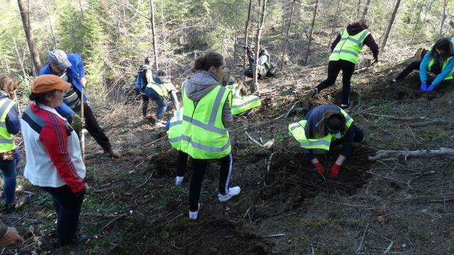Peste 700 de voluntari s-au implicat în campaniile de împădurire de sâmbătă, la Vama și la Pojorâta