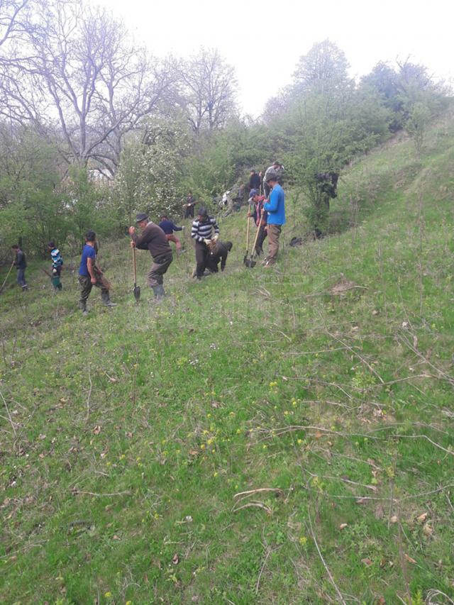 10.000 de de puieți de salcâm au fost plantați la Călinești, pe un teren degradat