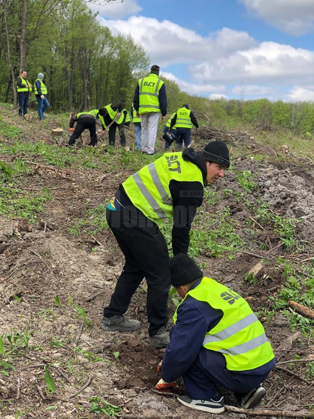 Angajaţii SUCT au ajutat la plantarea unui teren accidentat din Zvoriştea