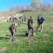 10.000 de puieţi de salcâm, plantaţi la Călineşti, pe un teren degradat