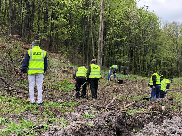 Angajaţii SUCT Suceava au pus umărul la împădurirea unui teren accidentat din Zvoriştea