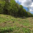 Angajaţii SUCT Suceava au pus umărul la împădurirea unui teren accidentat din Zvoriştea