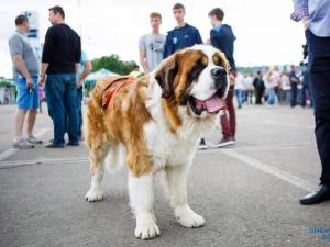 Peste 900 de câini de rasă vor participa la Bucovina Dog Show 2018